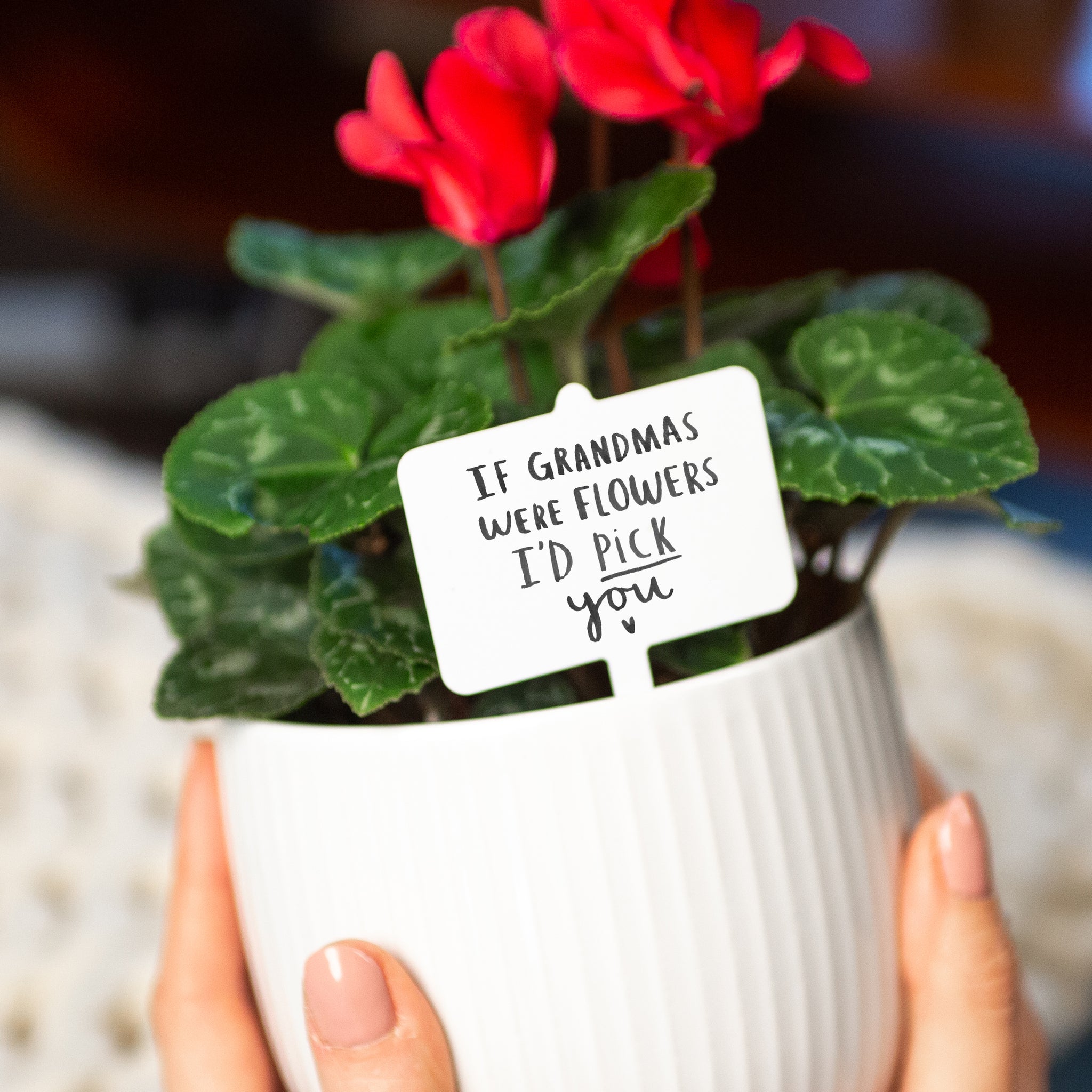 Send A Plant Gift - Free Shipping & Delivery | The Sill